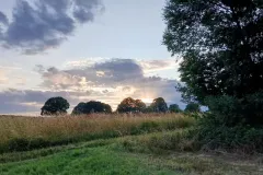 Sommerwiese